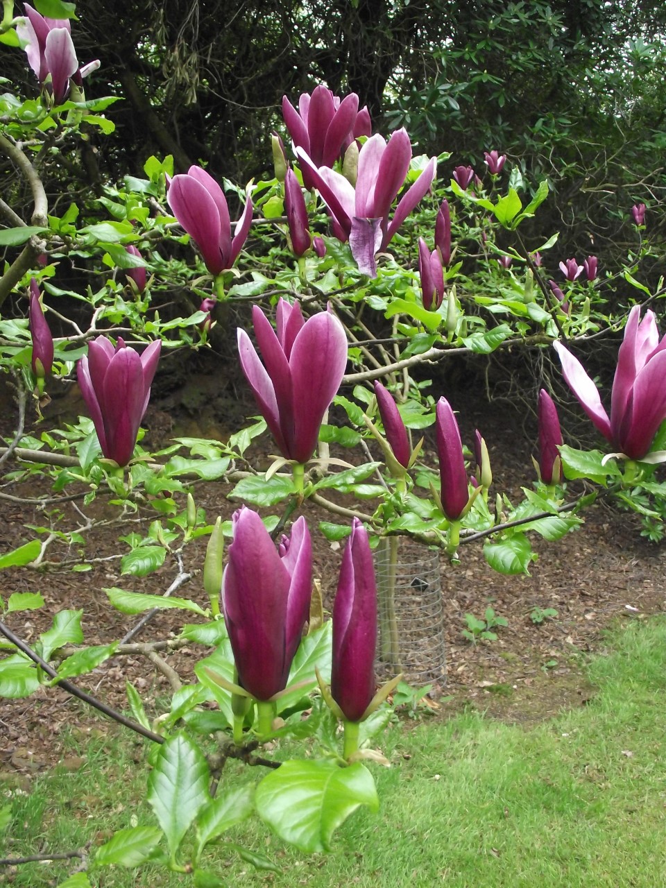 magnolia liliiflora nigra